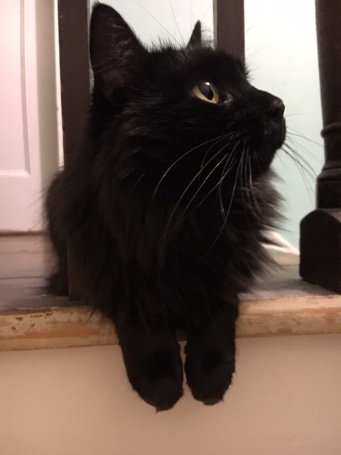 susiecwarren's tweet photo. My favorite little writing buddy. She is mostly silent and rather supportive. #amwriting #authorsecrets https://t.co/Sj7yARXAg2