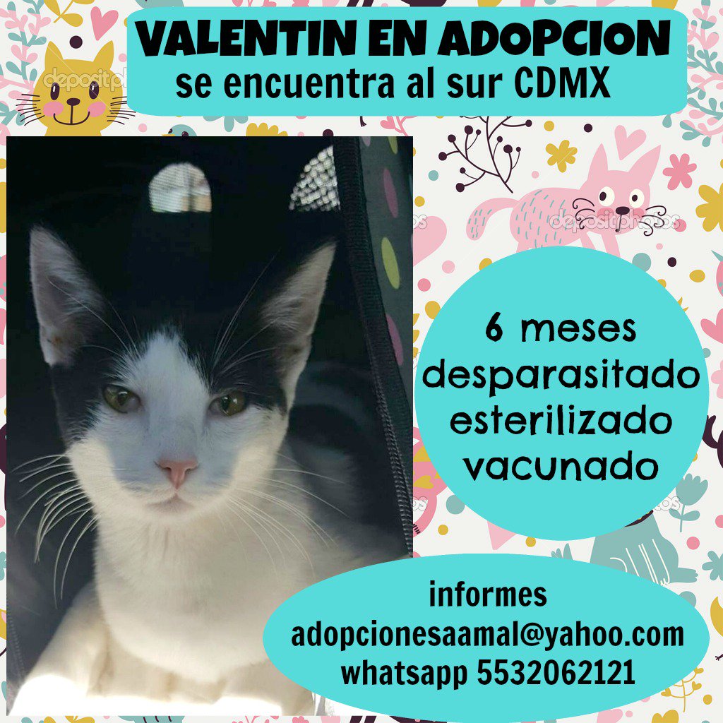 <a href="/Adoptamex/">Adoptamex</a> Valentín en adopcion responsable, hermoso y juguetón, busca familia que lo quiera y lo cuide por muchos años. #CDMX