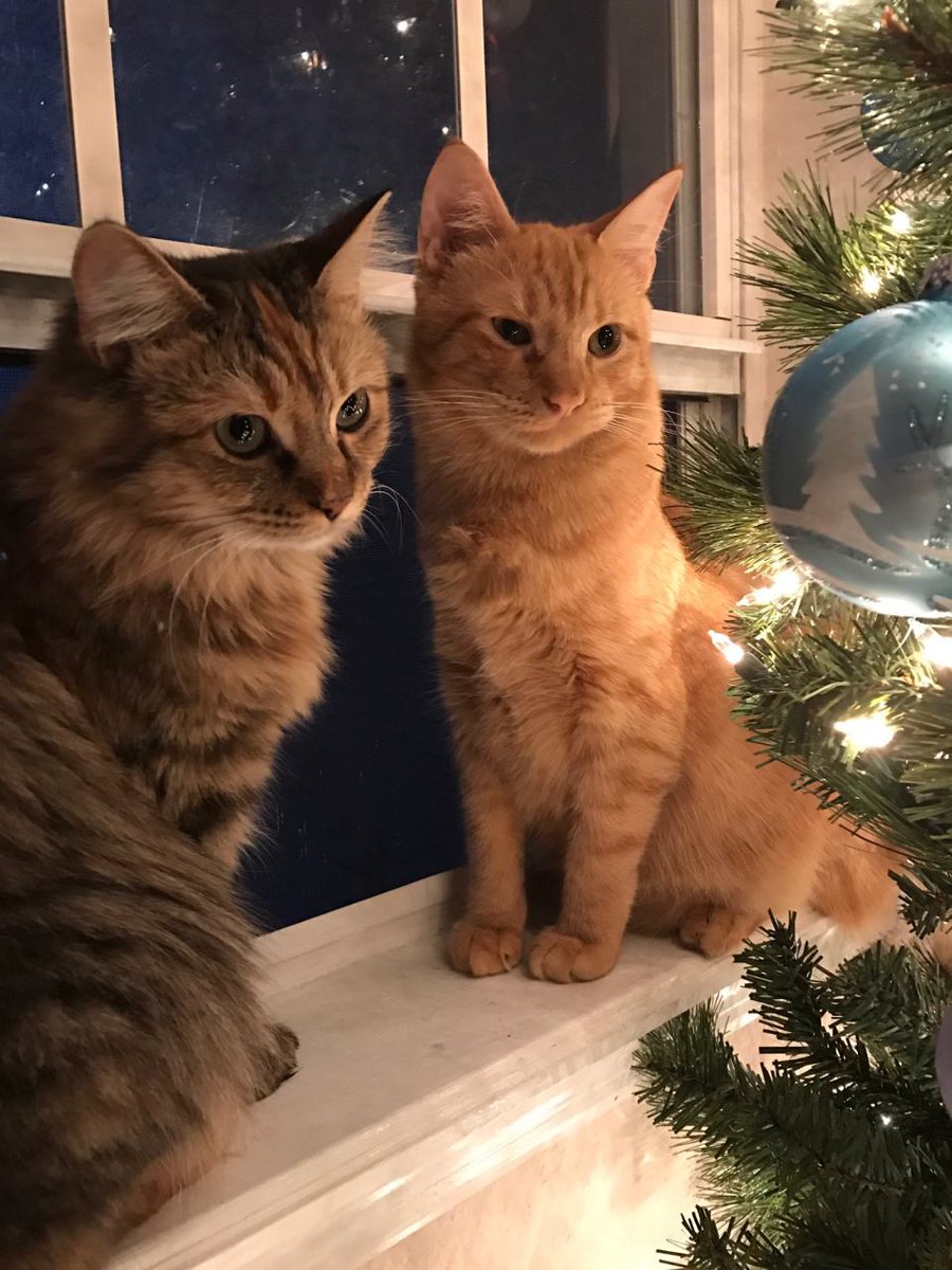 GatoDelInternet's tweet photo. -El humano ya ha puesto el arbol de Navidad.
-Si, como brillan las bolas ¿Que hacemos, las tiramos todas ya?
-No, mejor a las 4 de la mañana https://t.co/vV0tgXibVl