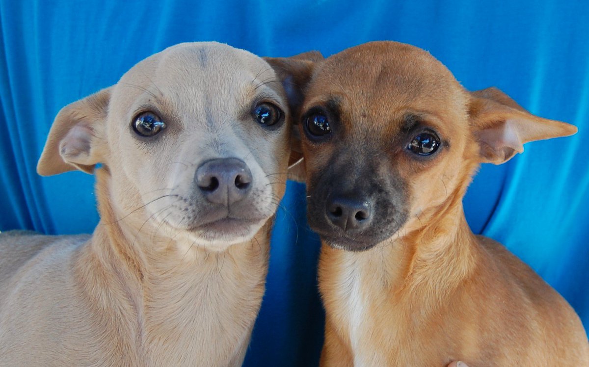 baby chiweenies