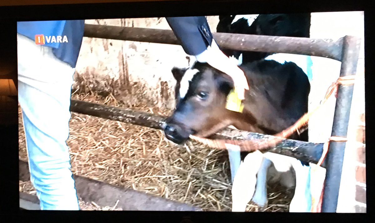 Energiewereld zet zichzelf voor schut met #kalfjesstroom #sjoemelstroom #plakstroom, kies voor NL zon en windenergie! <a href="/rambamtv/">rambamtv</a> <a href="/NPO3/">NPO 3</a>