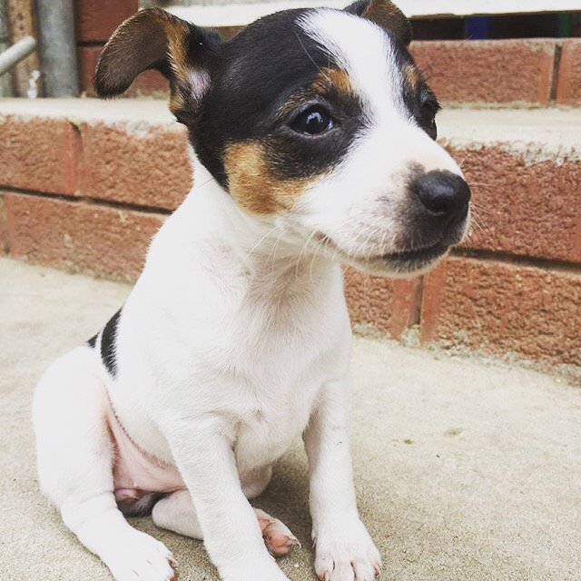 WaulStudio's tweet photo. Guess how old is he
#puppiess https://t.co/8FbMtt4QNZ