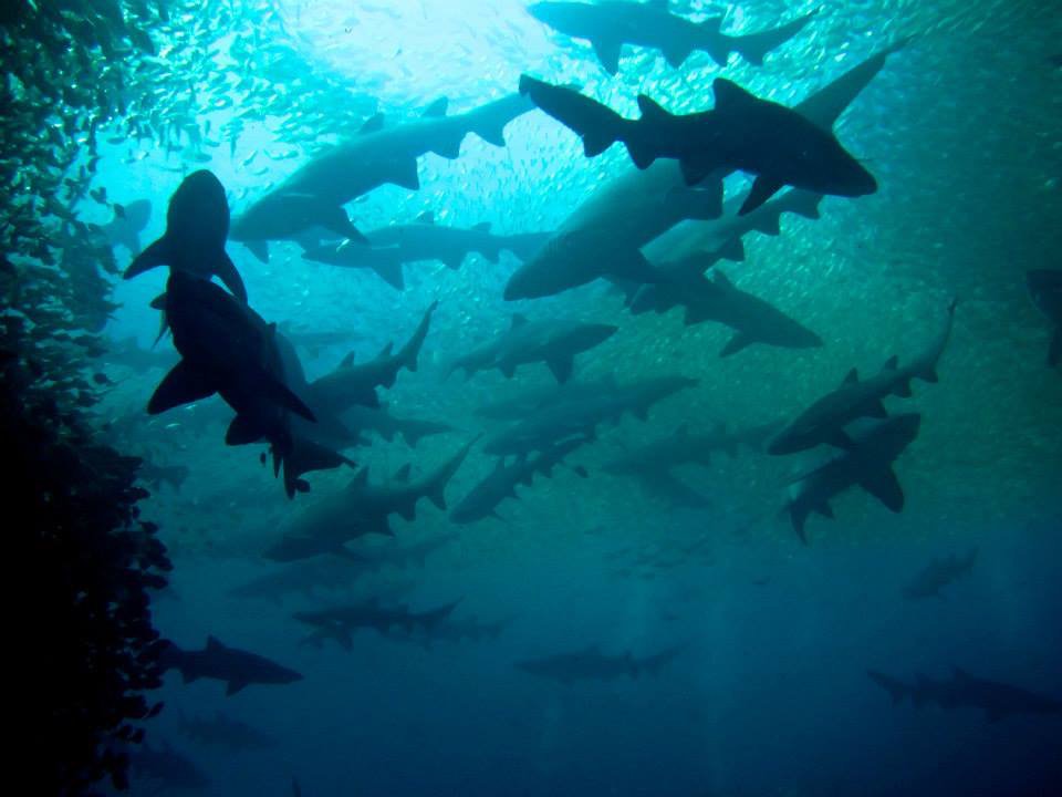 Feetfirstdive's tweet photo. Double Boat SHARK Dives with @Feetfirstdive - Nelson Bay

#scuba #boatdive #greynurseshark 
#feetfirstdive #nelsonbay https://t.co/fq3MLxw9Vb