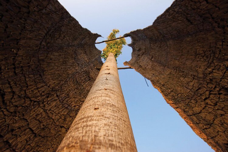 Giuseppe Penone (@giuseppe_penone) on Twitter photo 