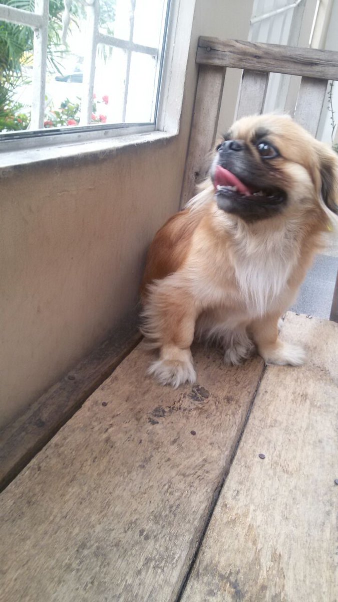 rommelpc's tweet image. Xfa RT Ayúdanos a ubicar a sus dueños, fue encontrado en Colinas de los Ceibos.  Llámanos al 0992809200 @DomeSprt