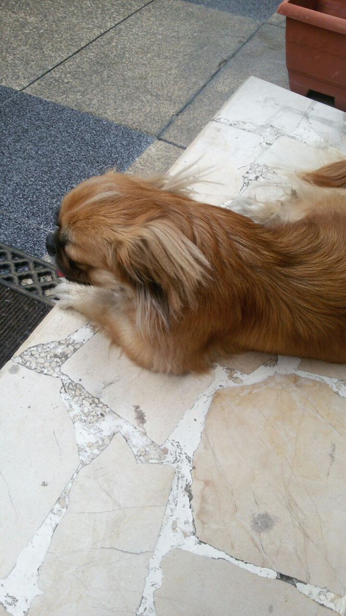 rommelpc's tweet image. Xfa RT Ayúdanos a ubicar a sus dueños, fue encontrado en Colinas de los Ceibos.  Llámanos al 0992809200 @DomeSprt