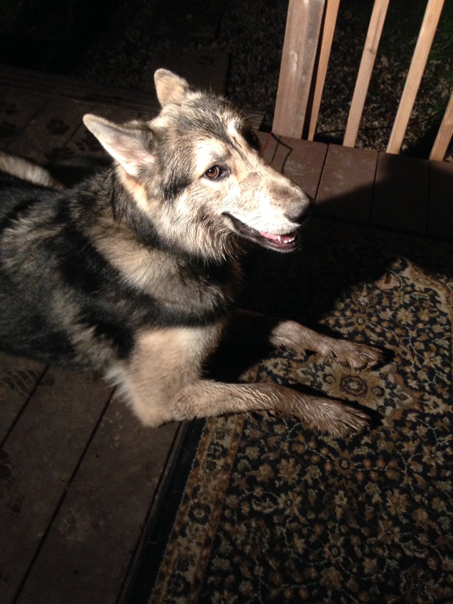 caitlin_1117's tweet photo. Get a wolfdog they said. It'd be fun they said. https://t.co/UE2Y2WpEc5