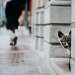 SoSoCuteDogs's tweet photo. Big city. Little pupper. - Cute dog, Doggie ! - https://t.co/E1FbjZezbU #dog #dogs https://t.co/Q7d1XkSbEB