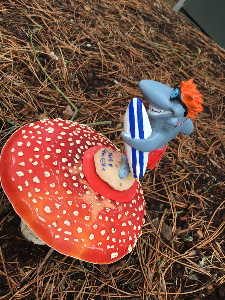 Finntheshark's tweet photo. There are some big #mushrooms in #Seattle holy cow!  #ThursdayThoughts #TravelTuesday ##PhotoOfTheDay #travelbloggers https://t.co/bPi970n2Sf