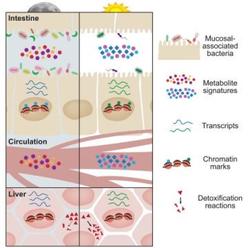 ScienceDaily's tweet photo. Gut Microbe Movements Regulate Circadian Rhythms https://t.co/bZauTq0bY4 https://t.co/KN0NArvqxS