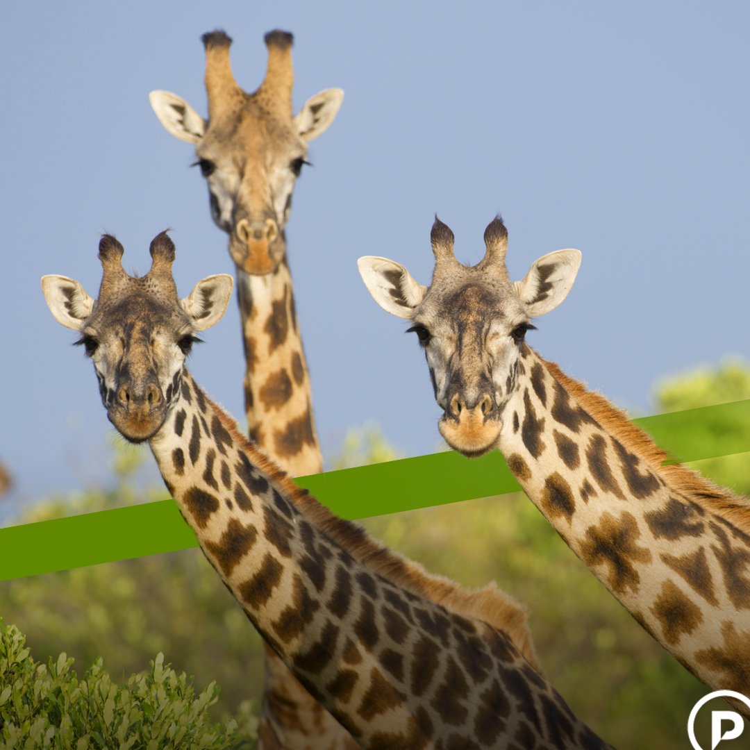 paradigmproject's tweet image. We reduce GHG emissions through clean energy solutions such as cookstoves, water filters and solar lights.

theparadigmproject.org