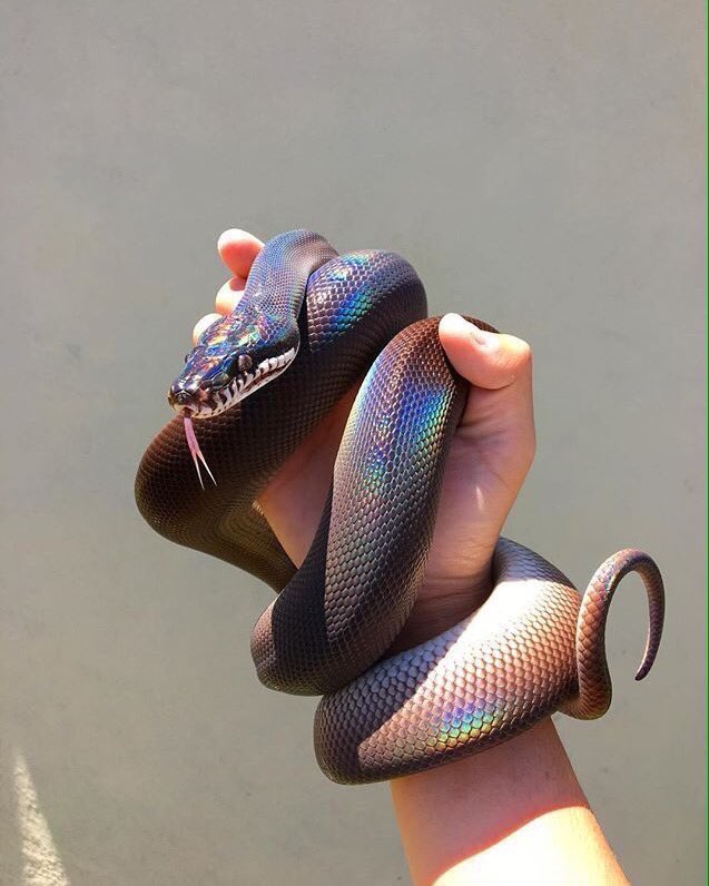 AdoSarcastique's tweet photo. nan mais depuis qd même les serpents sont plus beaux que moi ?????!?? https://t.co/J7EGN7HwmO