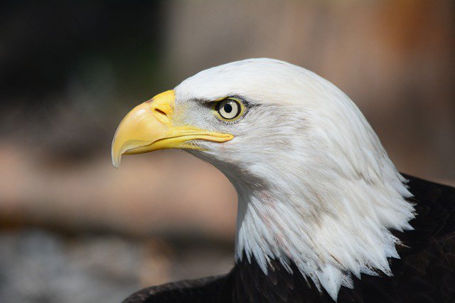 LucasVoiceOver's tweet photo. Need an American male #voiceover or #narration in 24 hours? #Fiverr https://t.co/JIUSApQLyT https://t.co/A6MZwY8x09
