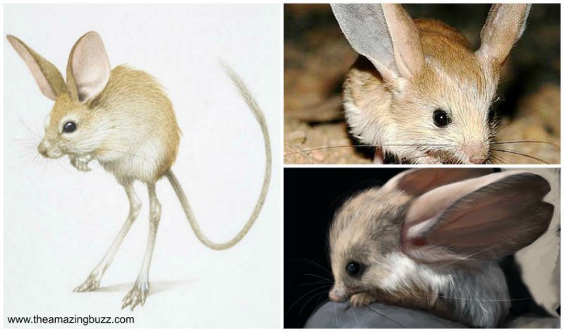 sydneybrock_'s tweet photo. I may not be cute but this thing sure is😍 #longearedjerboa https://t.co/JcWBQlA75o