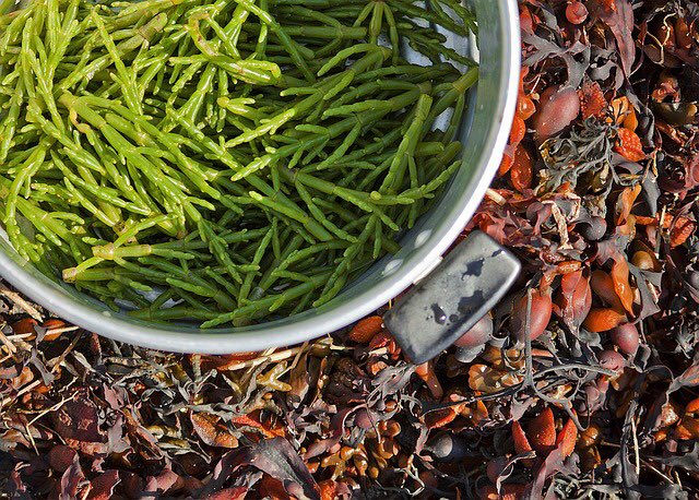 ThePrimalTribe's tweet photo. Have you thought about foraging at all? #returntoprimal https://t.co/SMWJ1uzm7H via @ThePrimalTribe https://t.co/9KU4wR6648