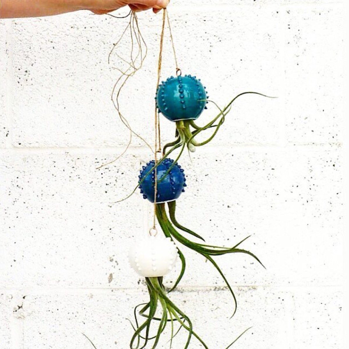 findingmakers's tweet image. Fantastic handmade air plant ceramic vases by @KairosLab_ #findingmakers #ceramics #airplants #handmade instagram.com/p/BNfkLBBDfvj/