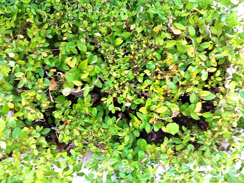 AustinArte's tweet image. MiniatureForest.Com  in #AustinTexas at #Arteland  #Harvest 2016