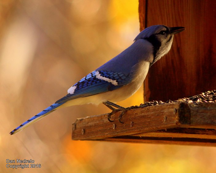 NedreloPhoto's tweet photo. Blue jays sometimes are aggressive with other birds but when there is abundant food they seem to gentle up... https://t.co/KaQrIcm0t4