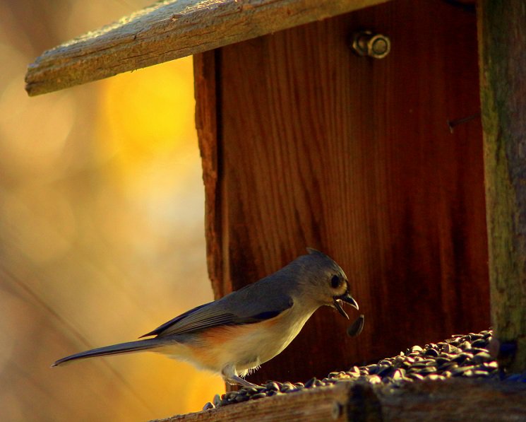 NedreloPhoto's tweet photo. This little fella (gal?) is a tufted titmouse.  Member of the paridae or same family as our black capped chickadee here in WI.  Oops.. ! https://t.co/CGB2Sh8bPz