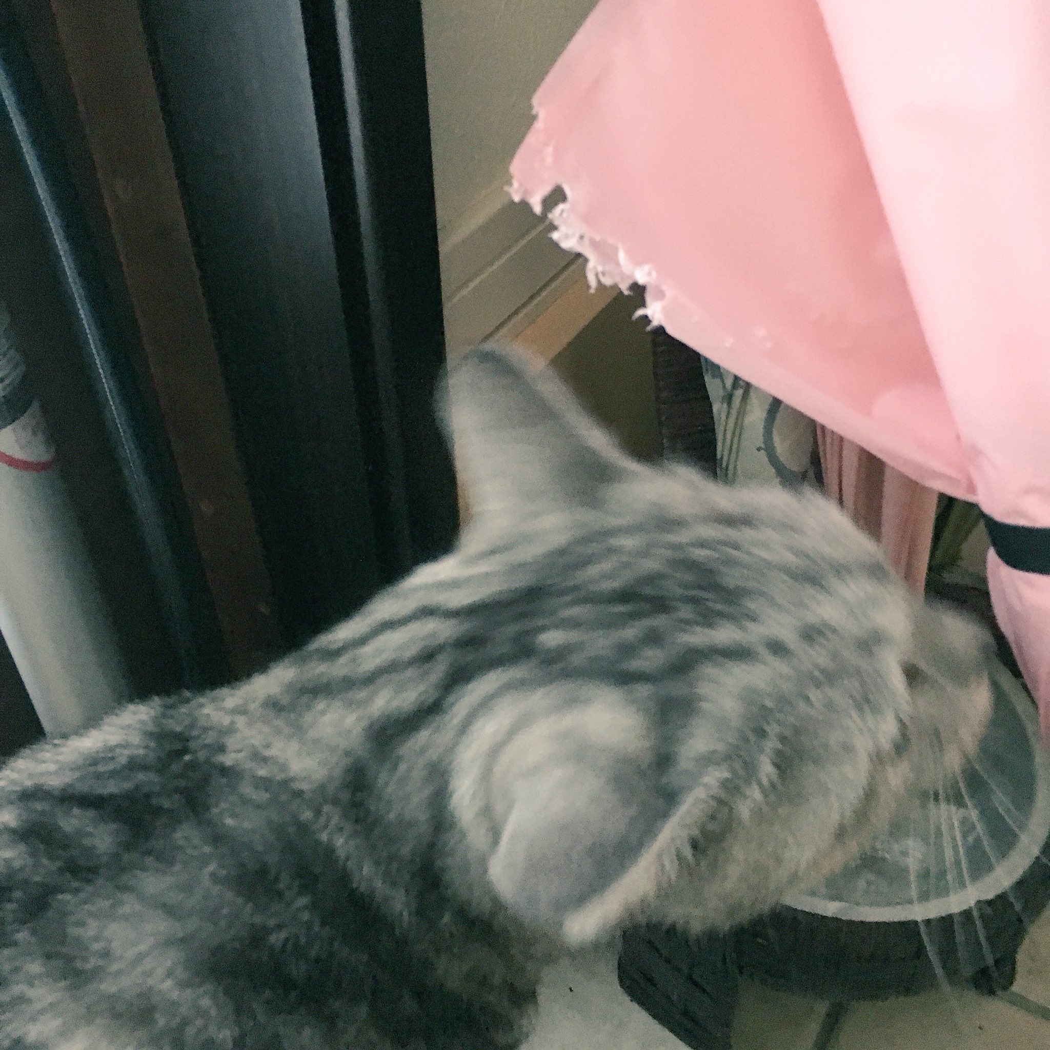 ミロルナ ボブコ ミロはビニール袋を噛むのが大好きなので隠してあります しかし まさかの ビニール傘を噛んでました 一部食べてる気がする ビニール傘は盲点でした ビニールを噛むのが好きな猫はよく聞くので皆さんもお気をつけください お腹
