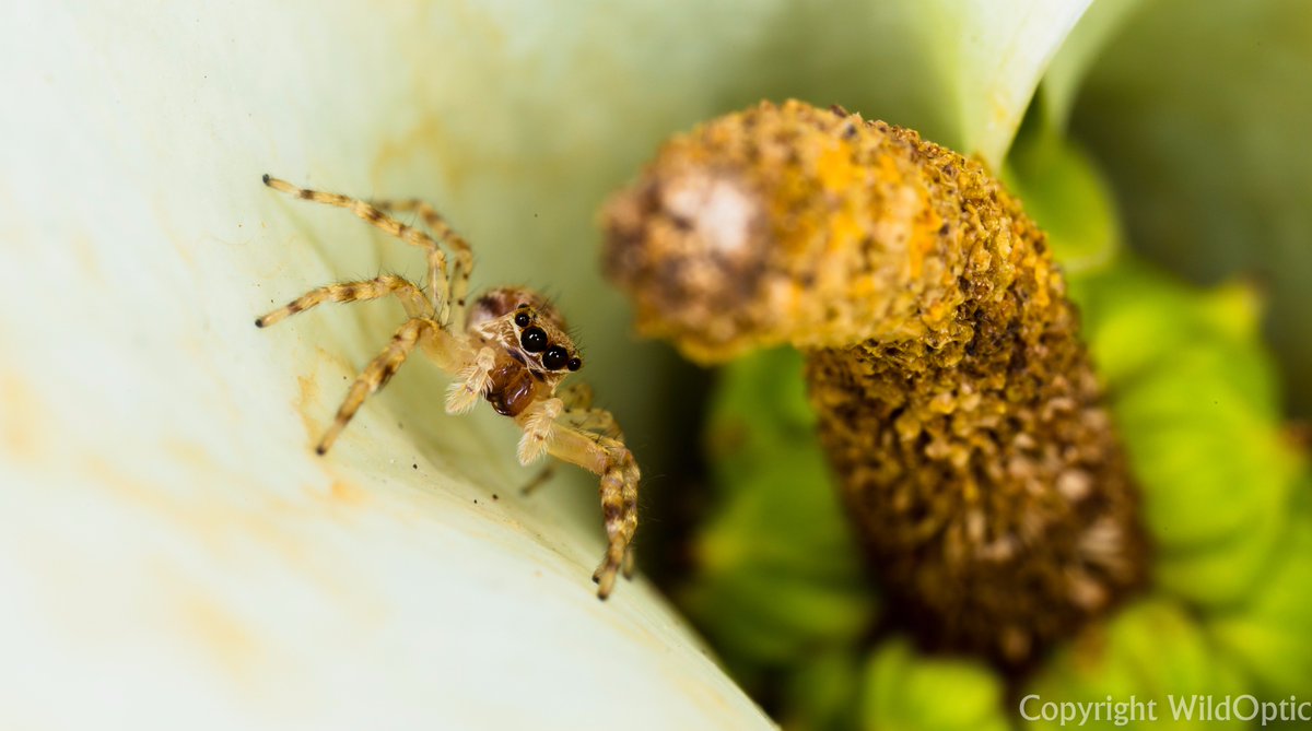 WildOptic's tweet photo. Aussie bronze jumping spider (Salticidae: Helpis minitabunda) chilling out within a flower. #macrophotography https://t.co/oNX0Ggscdb