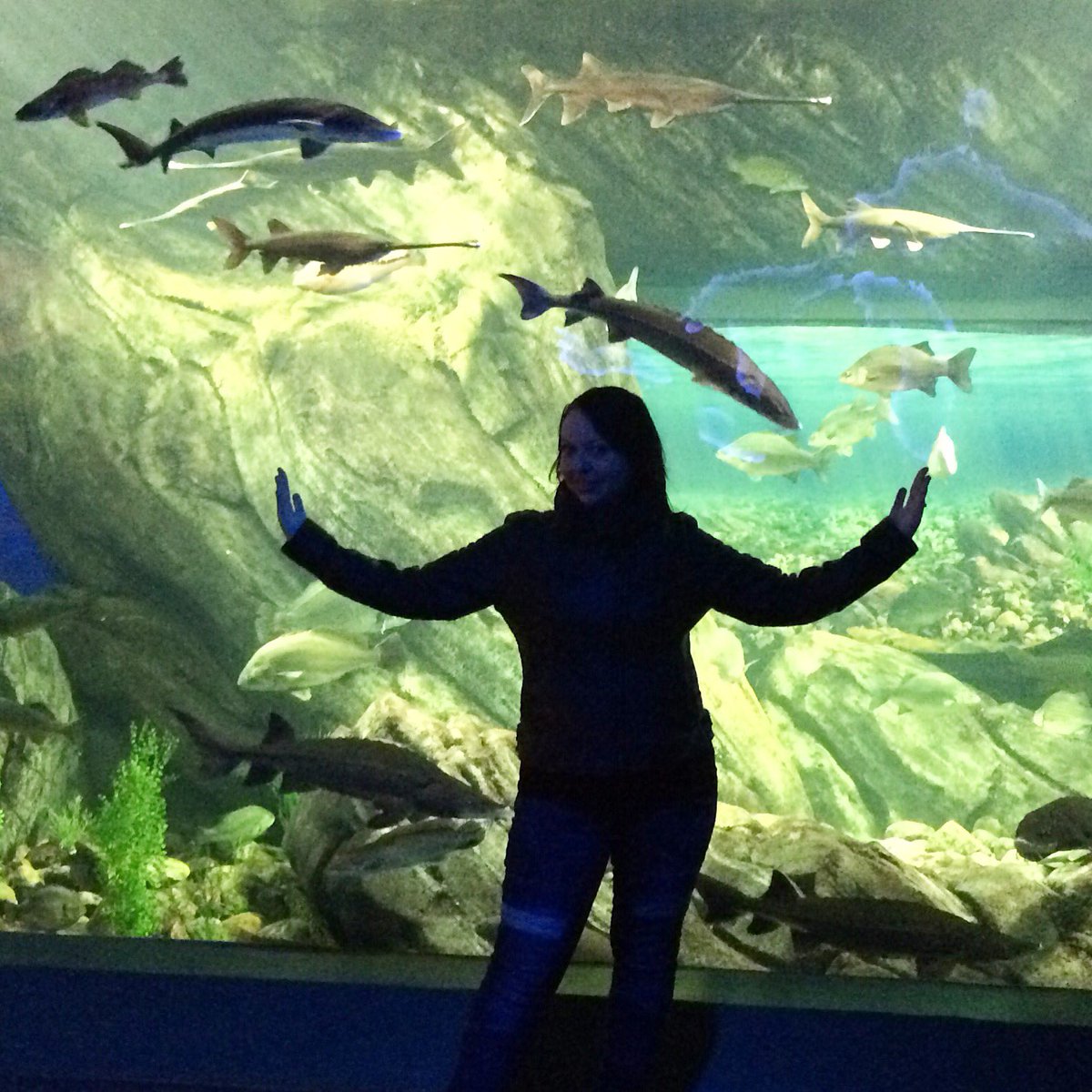 JesseLeduc's tweet photo. #FokYeah #Its #My #Mermaidoll #And #Friendly #Fish #Fellaws !💖🐠🐡🐟🐠🐡🐟🐠🐡🐟 #Toronto #RipleysAquariumOfCanada https://t.co/LRY0Jw6NBQ