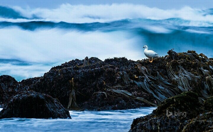Isla de Chiloé tweet media