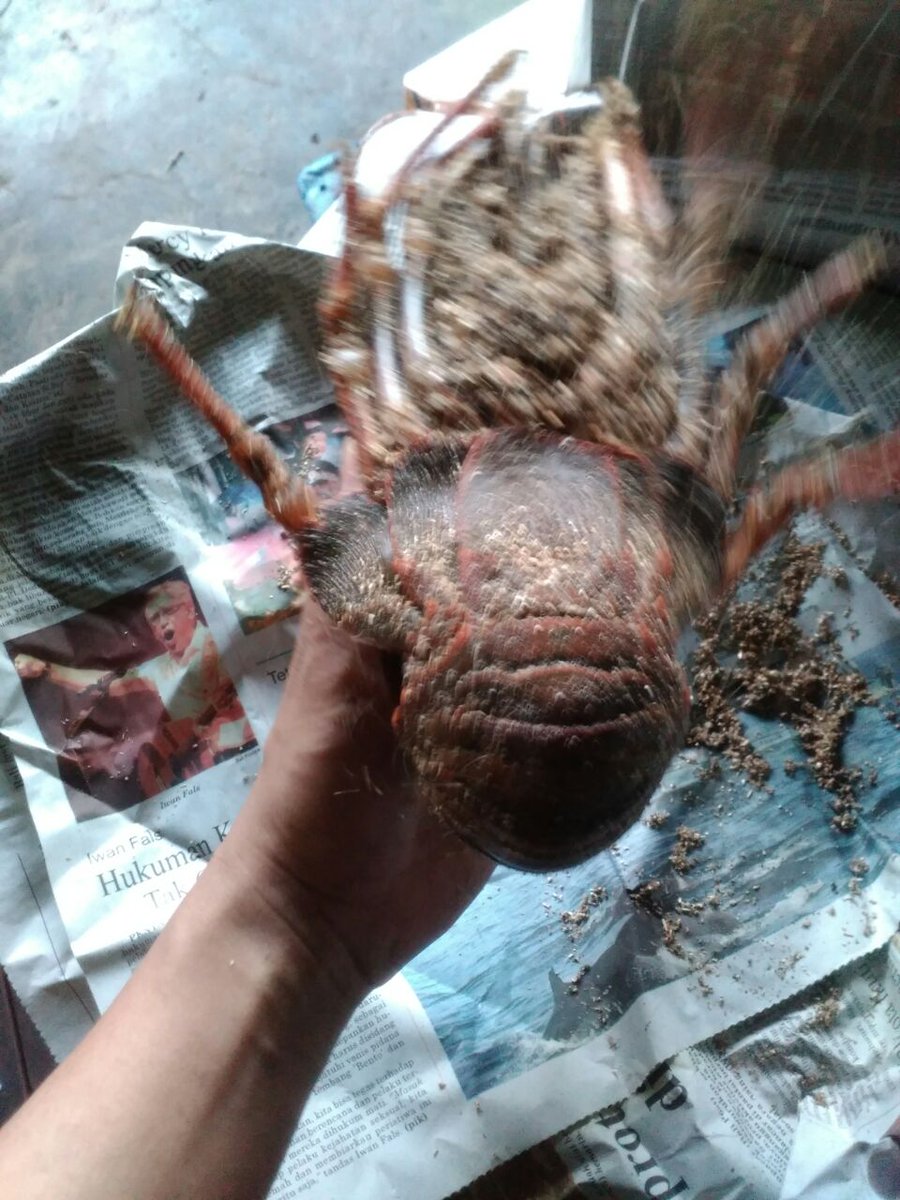 Pengawasan MP Lobster Hidup 320 ekor 5 koli, UD. Sisca, Tujuan Jakarta @HumasBkipm <a href="/rinajanwar2201/">Rina</a>