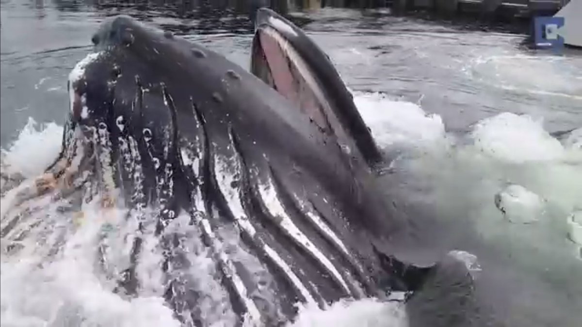 saltwaterfish's tweet image. #humback #whale surfaces next to dock
youtube.com/watch?v=ymhdJD… via @youtube