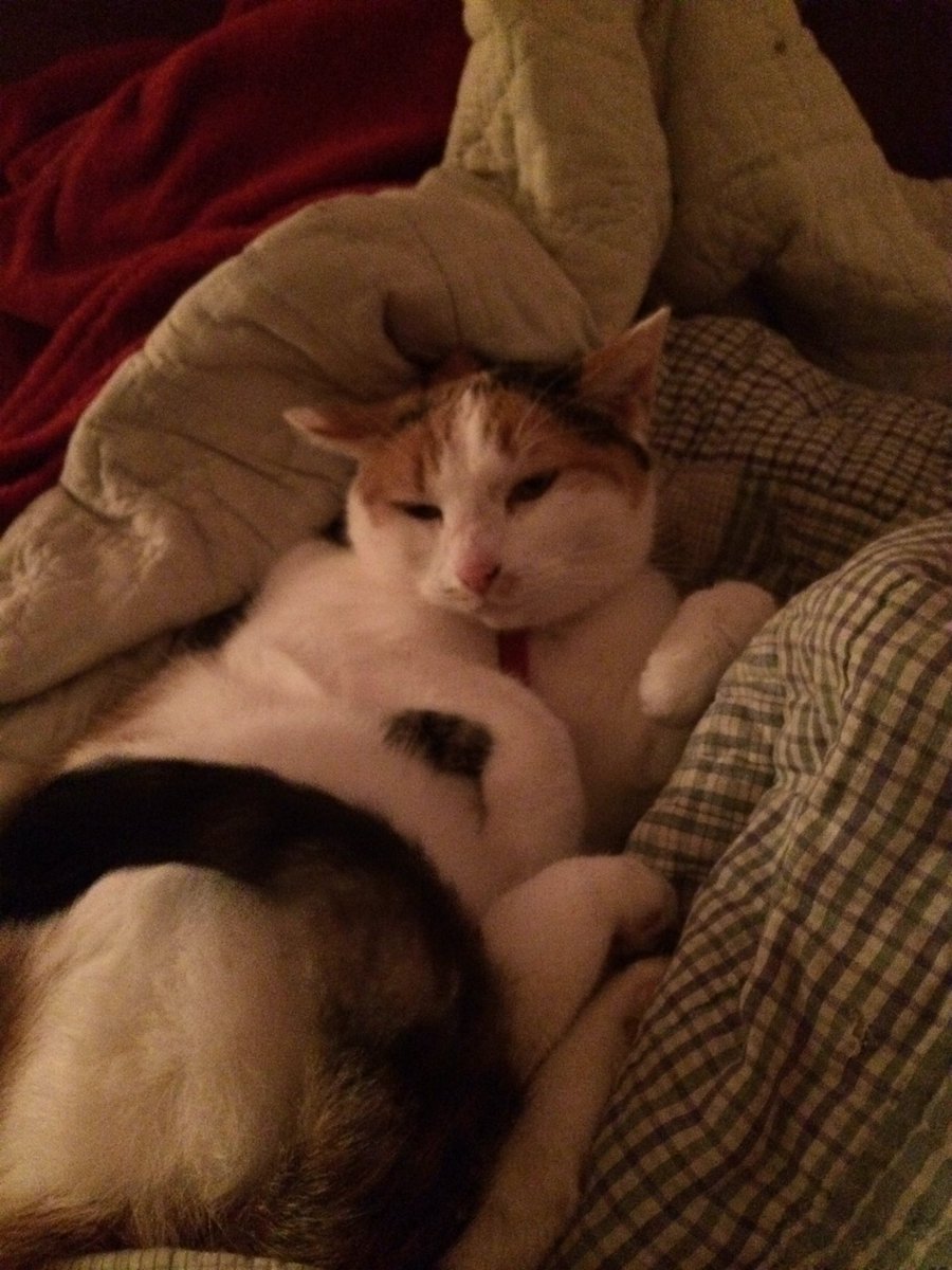 Muffin_is_Boss's tweet photo. I have stayed in this spot for hours! https://t.co/4IyspiTLXJ