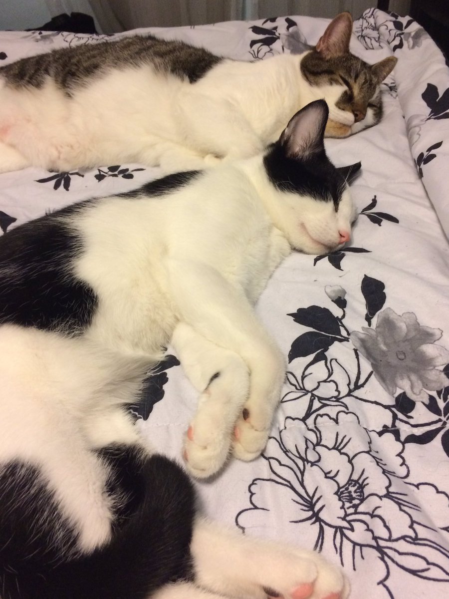 mytampatown's tweet photo. Happy #CelebrateShelterPets day from Elphie, Bingo, and Khan! @CIPYDPodcast https://t.co/YsapAdWFrD