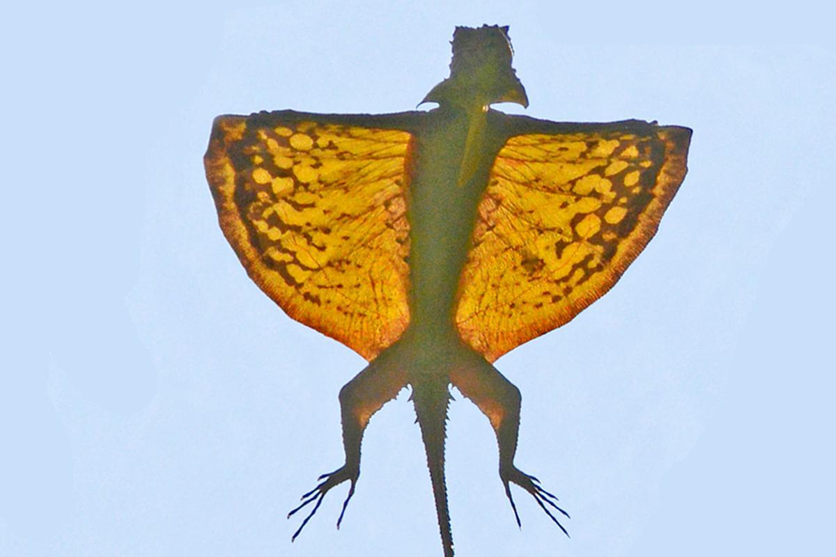 newscientist's tweet image. Dragon lizards fly by grabbing their fold-up wings with ‘hands’ newscienti.st/2grQw0r