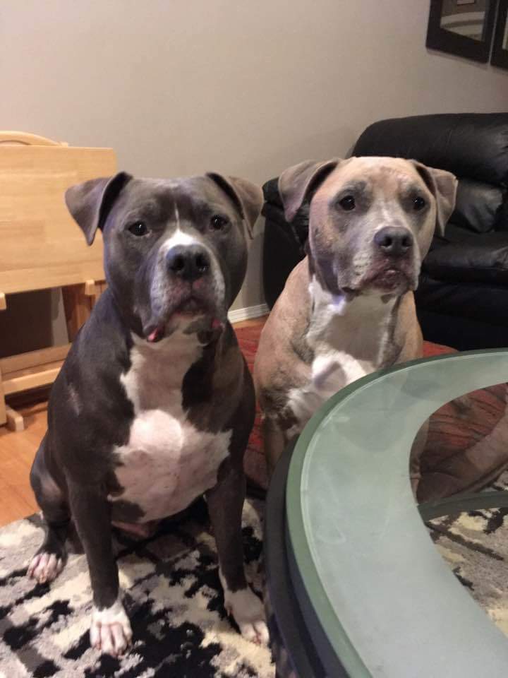 BslWinnipeg's tweet photo. We are mutts! #mutts #stopbslmontreal #corderreout #boycottmontreal @JustinTrudeau #EndBSLWinnipeg @Mayor_Bowman https://t.co/xR8KOdVyvG
