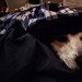 SoSoCuteDogs's tweet photo. I wish I could be that comfy - Cute dog, Doggie ! - https://t.co/S72qiwHl9O #dog #dogs https://t.co/tfXFpxudqD