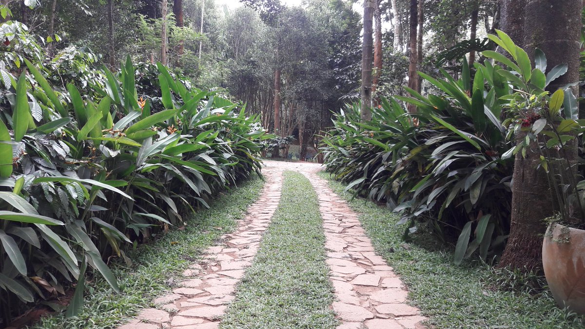 GustaspJeroo's tweet photo. Life uninterrupted...at Pepper Trail, Waynaad, Kerala #keralatourism #peppertrail https://t.co/EiHXLCbkGJ