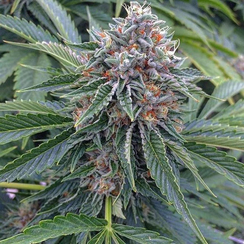 GiftedGrower's tweet photo. Lime for president!!! Mickey Evans- @tg_genetics_3 #limeog #terpsquirter #mickeysaidit #te… https://t.co/UbxWrUnm8w https://t.co/LBnmrfmmsT