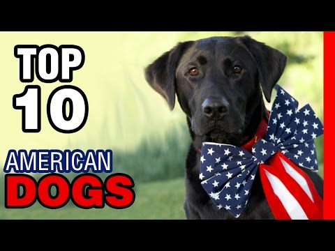 pawsforpeeps's tweet image. Popular dogs in America..
Check out these popular dogs in the video.   ... - pawsforpeeps.com/?p=4017 - #CuteDogVideo #PopularDogs