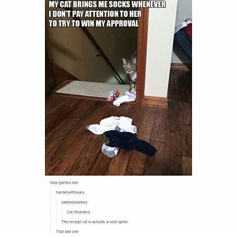 SmrodCats (@smrodcats) on Twitter photo 