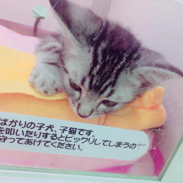 j_730315's tweet photo. ガチ萌え https://t.co/J90LDCoraW