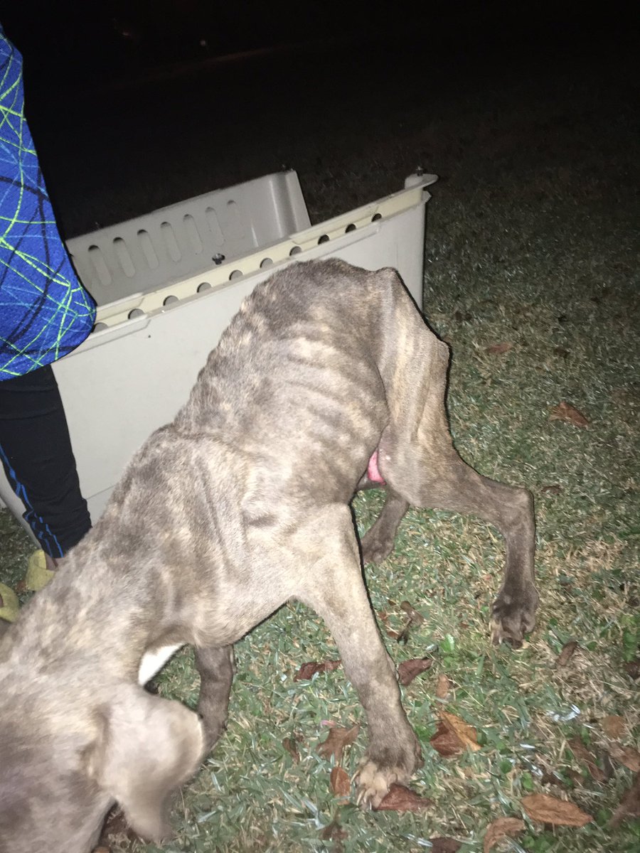 DaRrIn_lAnDrY's tweet photo. I stole this dog from someone's yard.... let me know if you are interested... full bread pit bull https://t.co/a5aoN3Kj5r