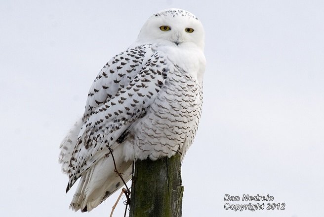 NedreloPhoto's tweet photo. So now the question.. the big snowy owl .. a chance for flight shots this winter ? https://t.co/PMUYIiupnK