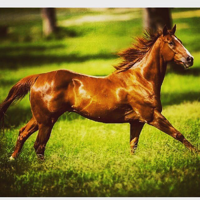 Schiller Ranch (@SchillerRanch) | Twitter