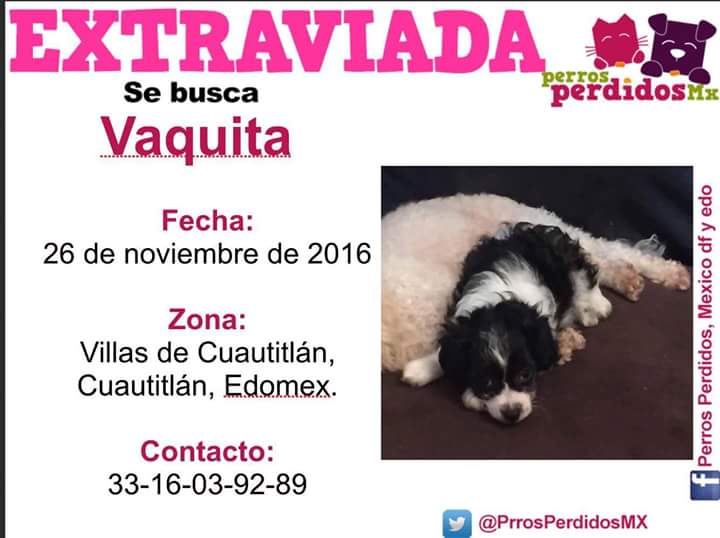 rumabo1's tweet photo. @CreceCuautitlan @CuautitlanMX @HaciendaCuauti @Cuautitlan_mxco @PrrosPerdidosMX @sebuscaalsur @lostanimalsdf https://t.co/ZgTDj8OZR9