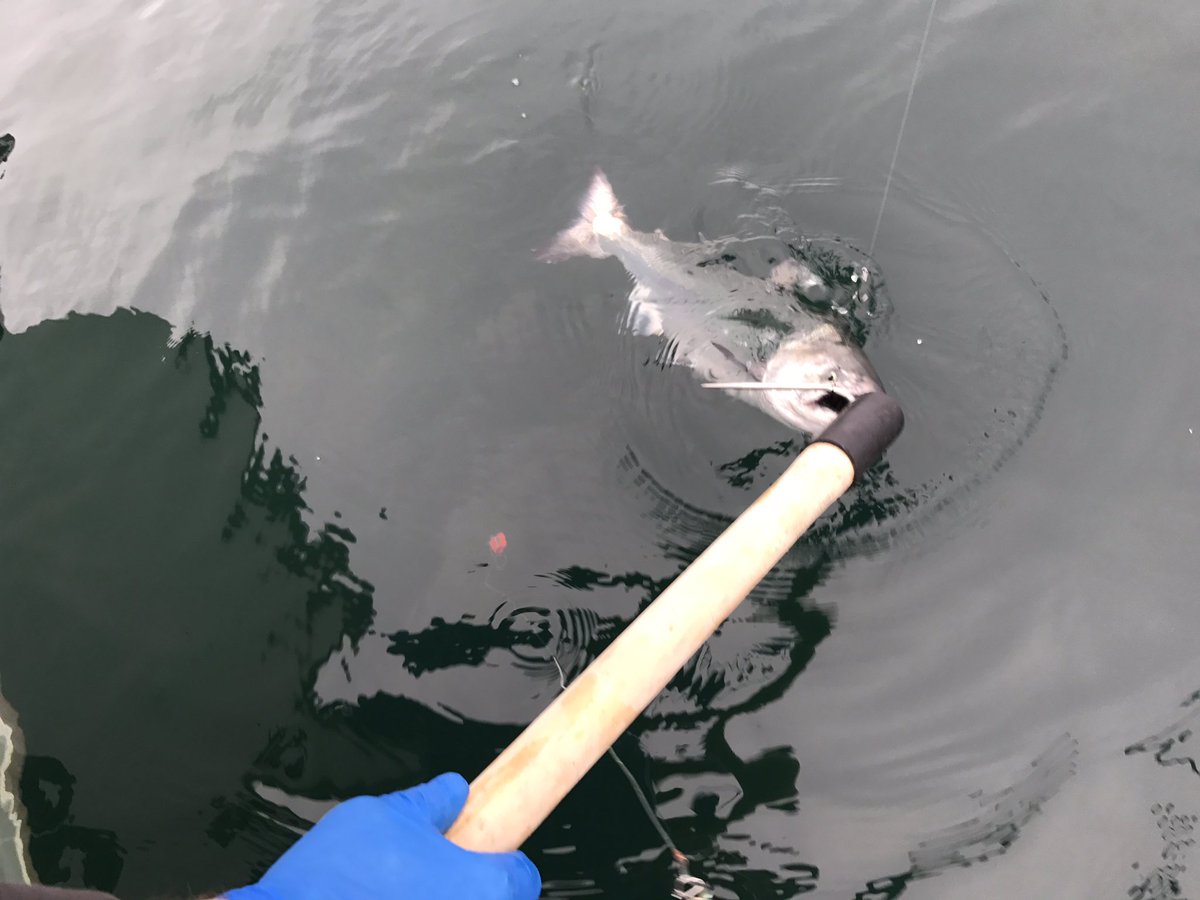 Outdoor Line tweet media