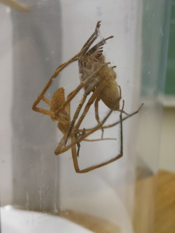 PopSci's tweet image. Male spiders tie up their mates during sex to keep from getting eaten: bit.ly/2fRNmik