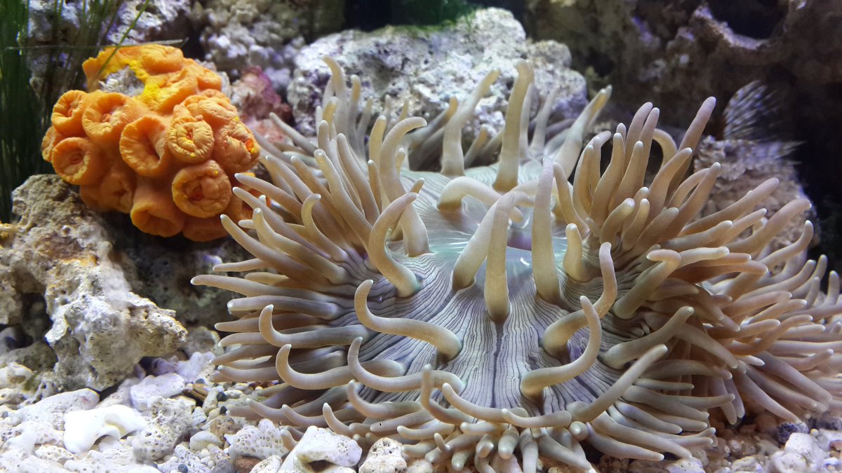 zulpank's tweet image. Ini monster lautku #anemone #saltwater #reeftank #nanotank #pantatmerah