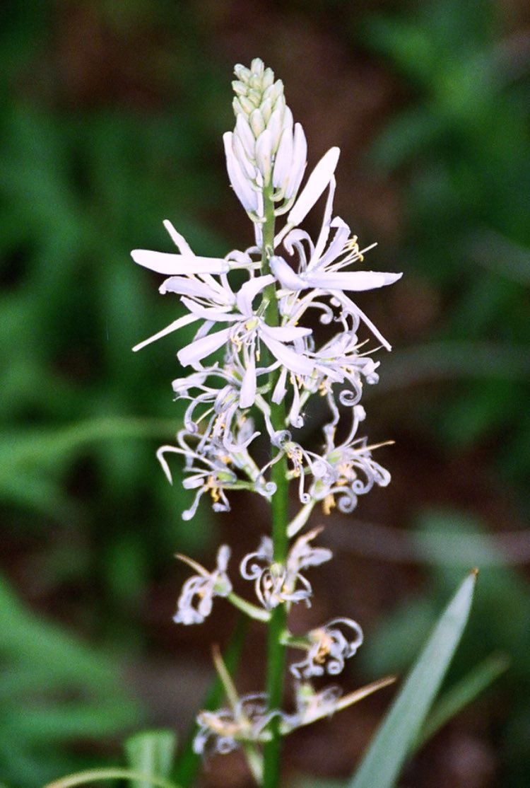 WritingHealing's tweet image. Beauty in every single moment. 
Every petal.
Every #story 
#cancersurvivor #cancersupport