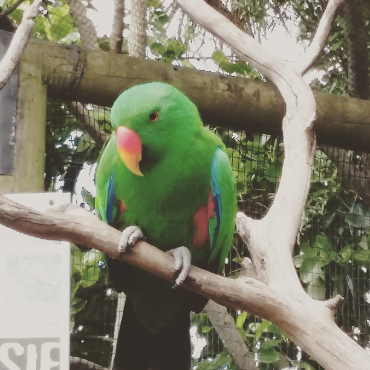 KDPhotography11's tweet photo. #fridayfunphoto ! Happy Friday peeps! You have all seen Angry Birds? Well this is the real Angry Bird! Grumpy as hell! ;) From Auckland Zoo https://t.co/3QbM7PJWog