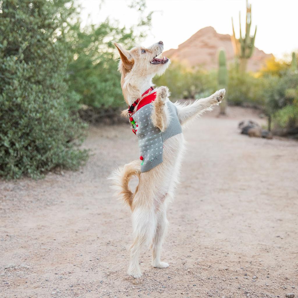 PetSmart tweet media