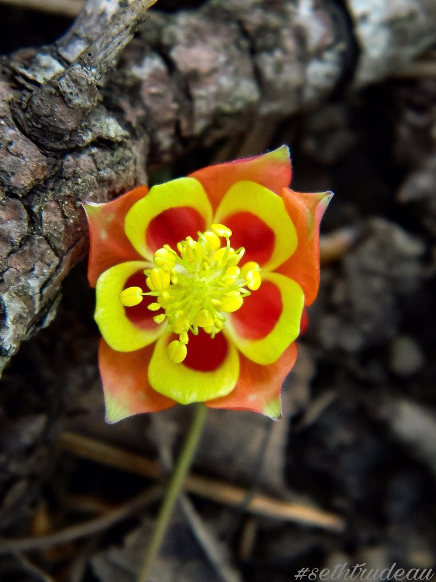 #sethtrudeau #photography #flower #red #yellow #wild #wildflower #forestflower #bark #beautiful #nature #naturephotography flowers #pretty